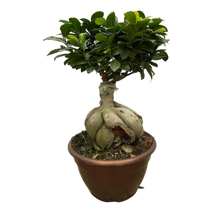 Ficus Ginseng - Chinesische Feige  - ↨50cm - Ø25cm