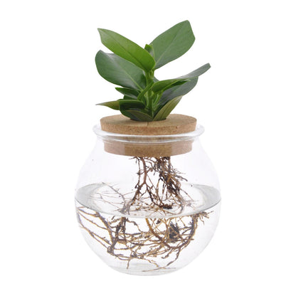 Clusia - Autographenbaum - im Glas - Ø12cm - ↨30cm