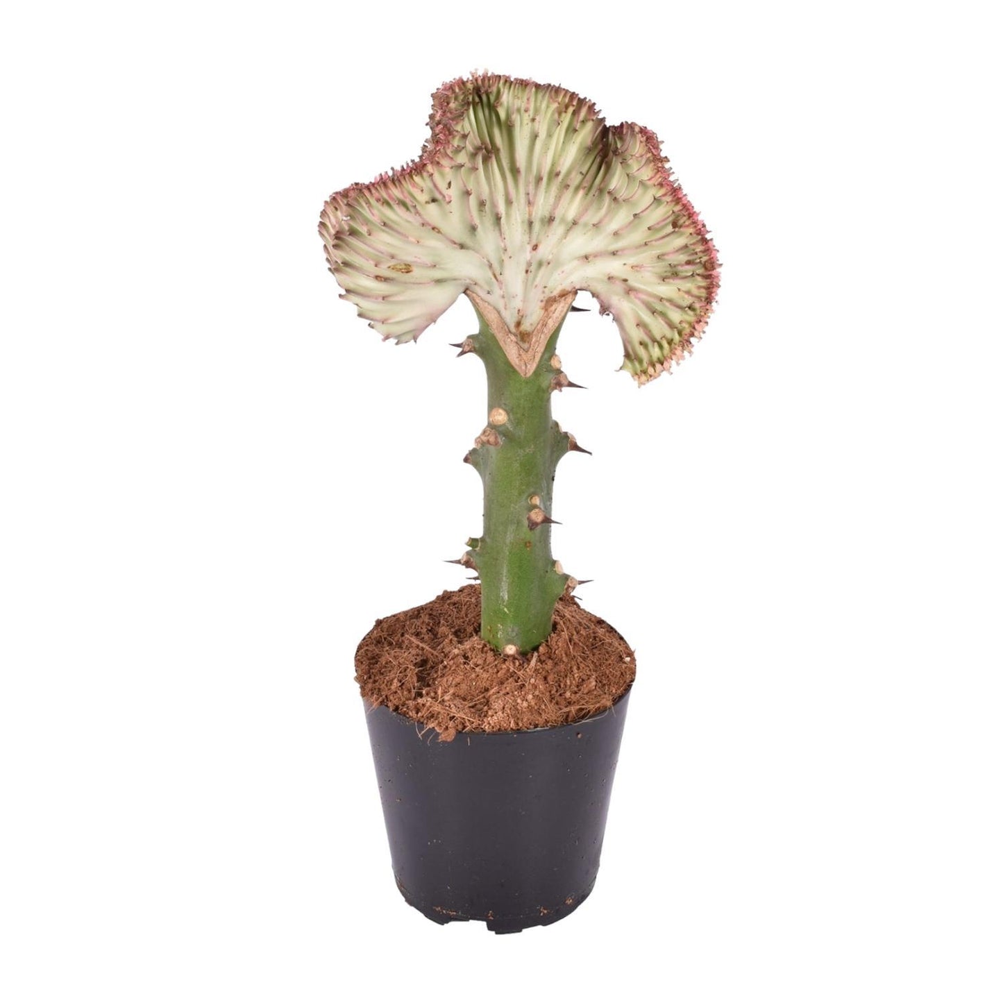 Euphorbia Lactea Cristata - rot - ↨30cm - Ø10,5cm