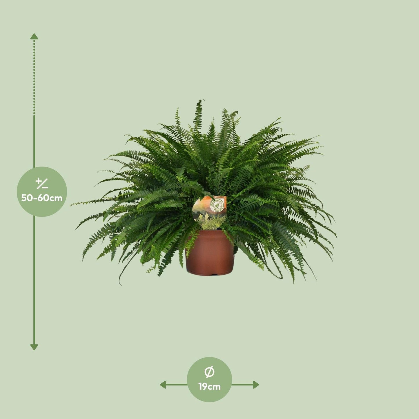 Nephrolepis Green Lady - Ø19cm - ↨60cm