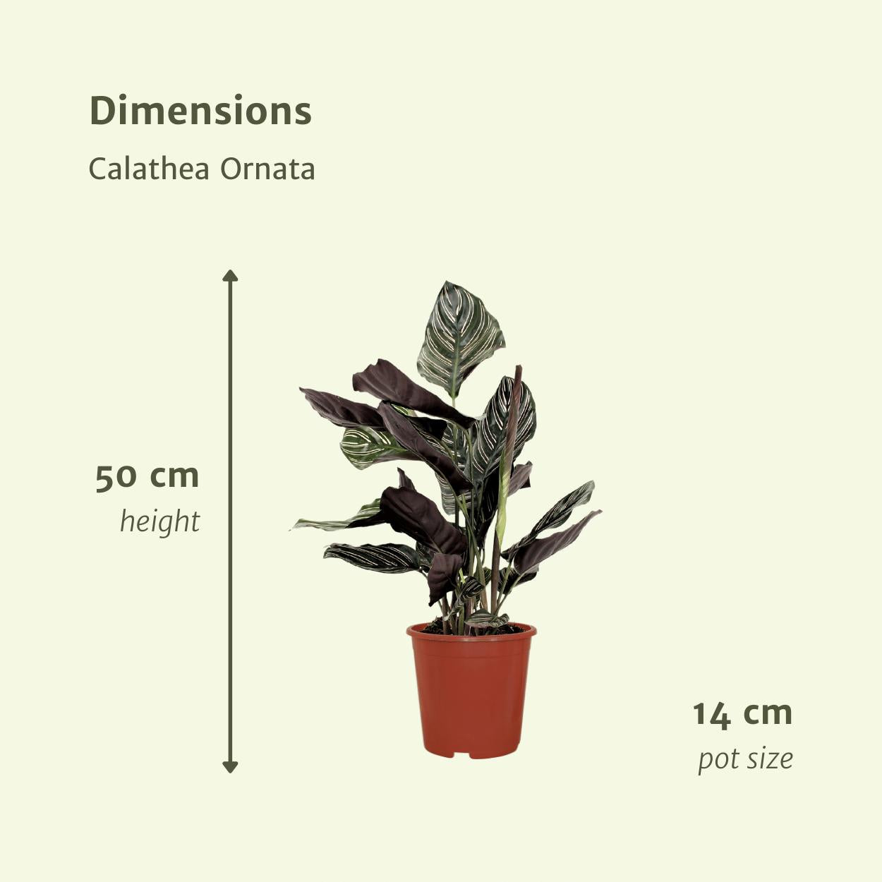 2x Calathea Ornata - Pfauenpflanze - ↨50cm - Ø14cm