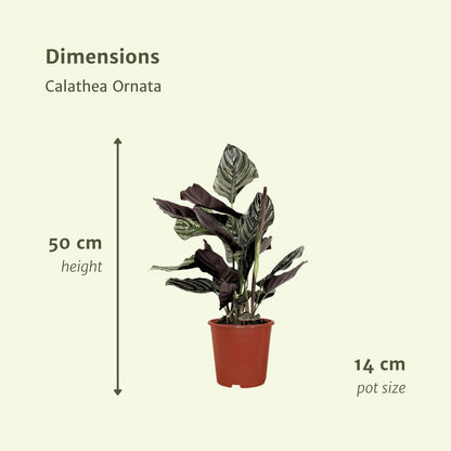 2x Calathea Ornata - Pfauenpflanze - ↨50cm - Ø14cm