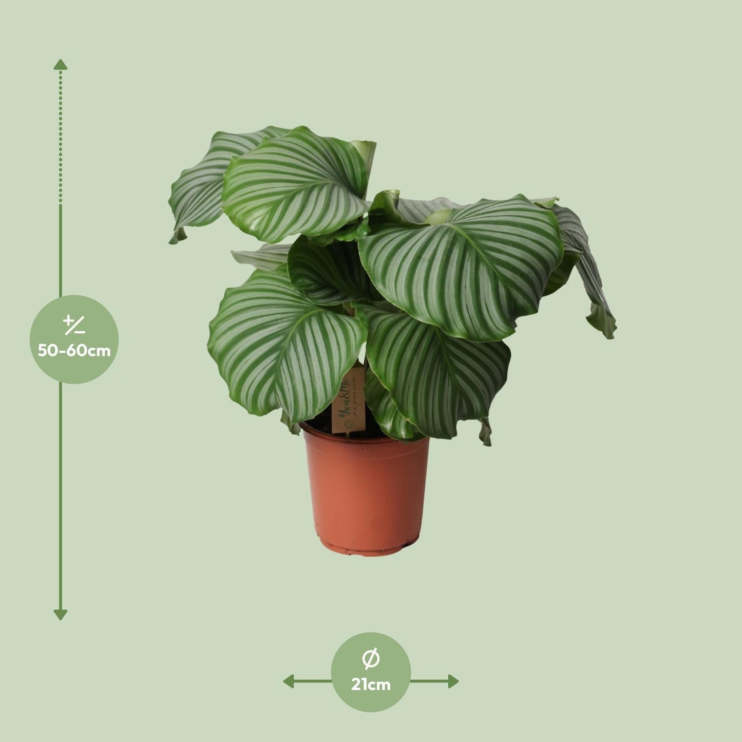 Calathea Orbifolia - Gebetspflanze - Ø21cm - ↨55cm