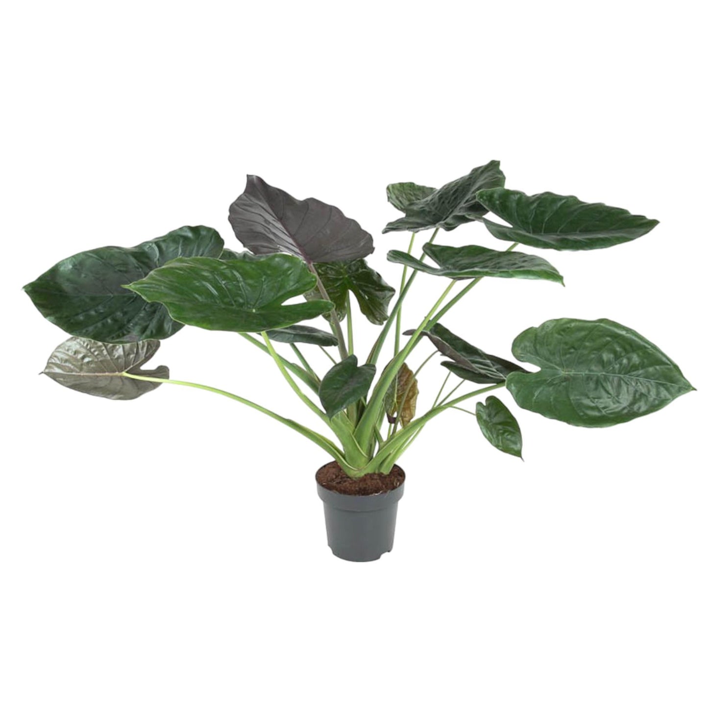 Alocasia Wentii - Silver Dragon - ↨120cm - Ø32cm