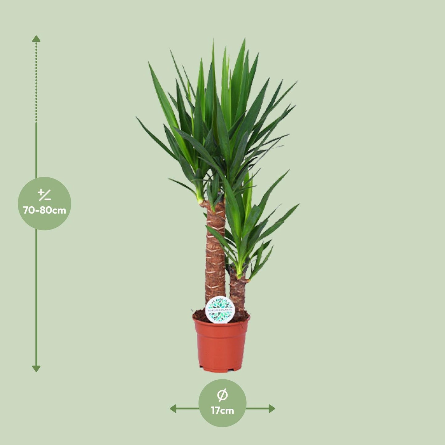 Yucca - Ø17cm - ↨80cm