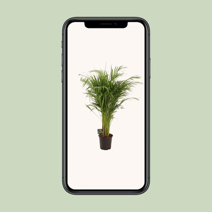 Dypsis Lutescens - Areca-Palme - Ø21cm - ↨110cm