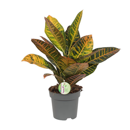 Codiaeum Variegatum Petra Ø17cm - ↨45cm