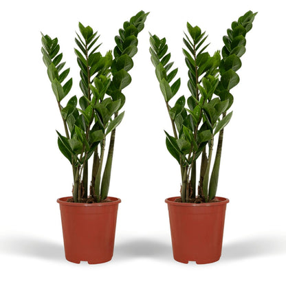 2x Zamioculcas Zamiifolia - Glücksfeder - ↨50cm - Ø14cm