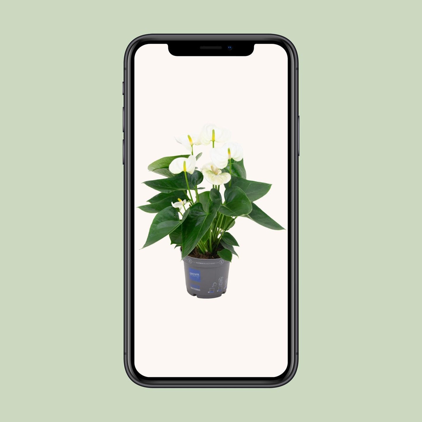 Anthurium White - ↨43cm - Ø12cm