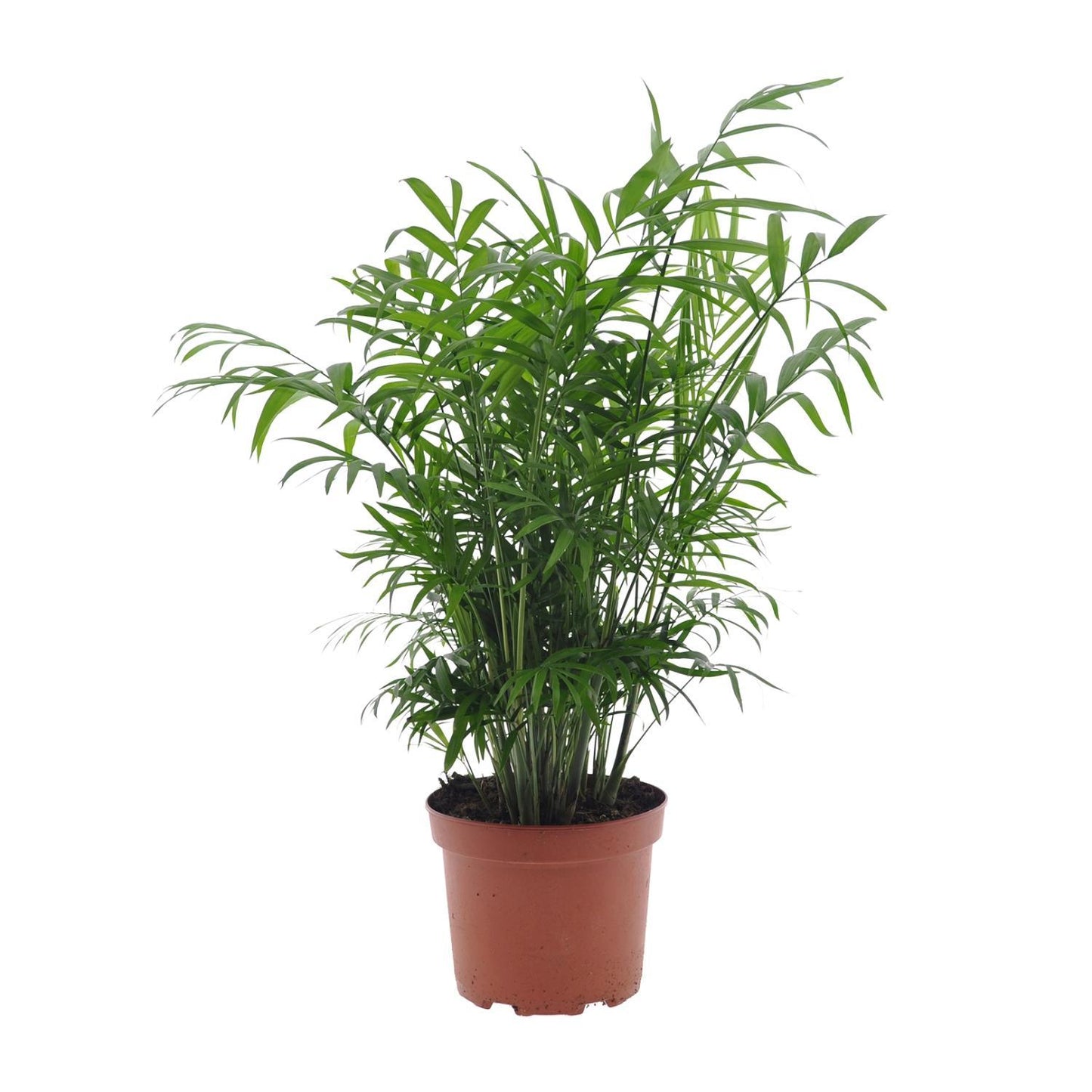 Chamaedorea Elegans - Mexikanische Bergpalme - Ø17cm - ↨50cm