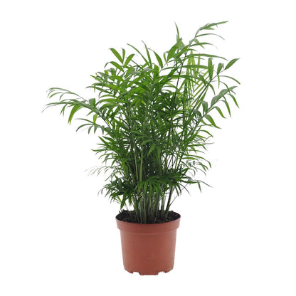 Chamaedorea Elegans - Mexikanische Bergpalme - Ø17cm - ↨50cm