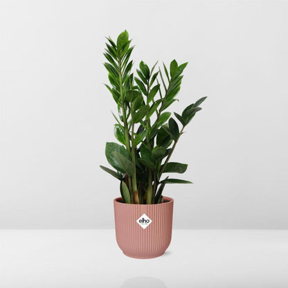 Zamioculcas – Hoogte 40cm-50cm in ELHO Vibes Fold Topf rosa 14cm