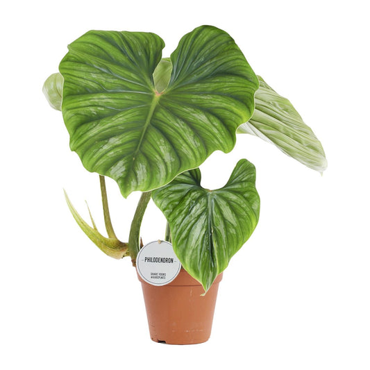 Philodendron Plowmanii - Ø15cm - ↨50cm