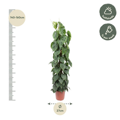 Philodendron Scandens  - Ø27cm - ↨150cm