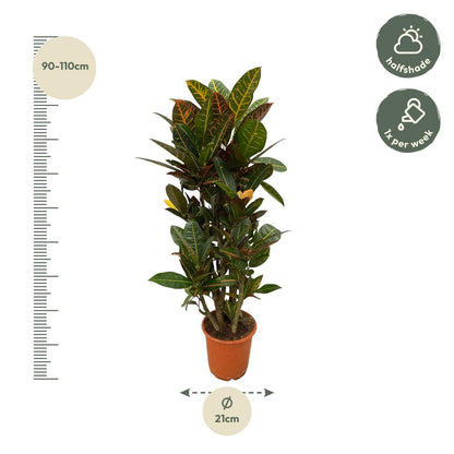 Codiaeum Petra - ↨100 cm - Ø21cm