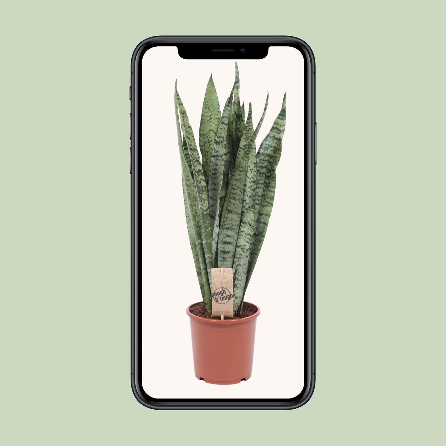 Sansevieria Zeylanica - Ø17cm - ↨70cm