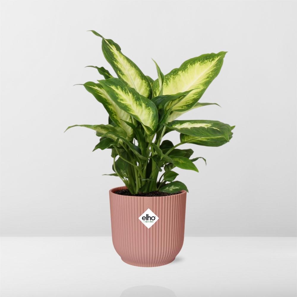 Dieffenbachia Camilla - 30cm-40cm - in ELHO Vibes Fold Topf rosa 14cm