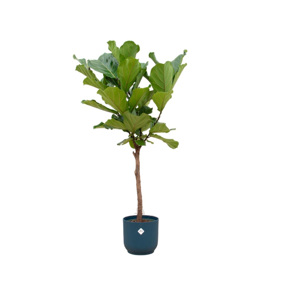 Kombideal - Ficus Lyrata mit Stamm - inkl. Elho Vibes Fold Topf blau Ø30cm - ↨170 cm