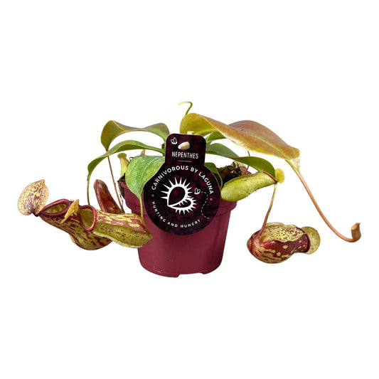 Nepenthes Gaya - Kannenpflanze - Ø12cm -  ↨17cm