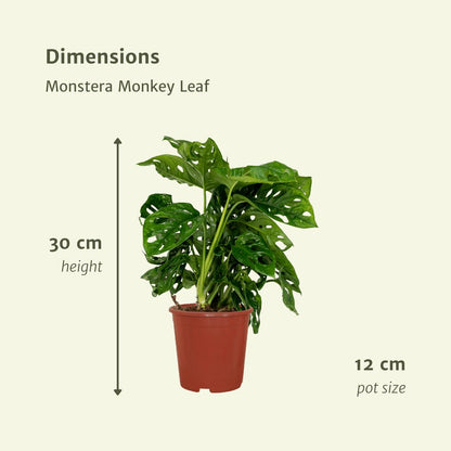 2x Monstera Monkey Leaf - Lochpflanze - ↨30cm - Ø12cm