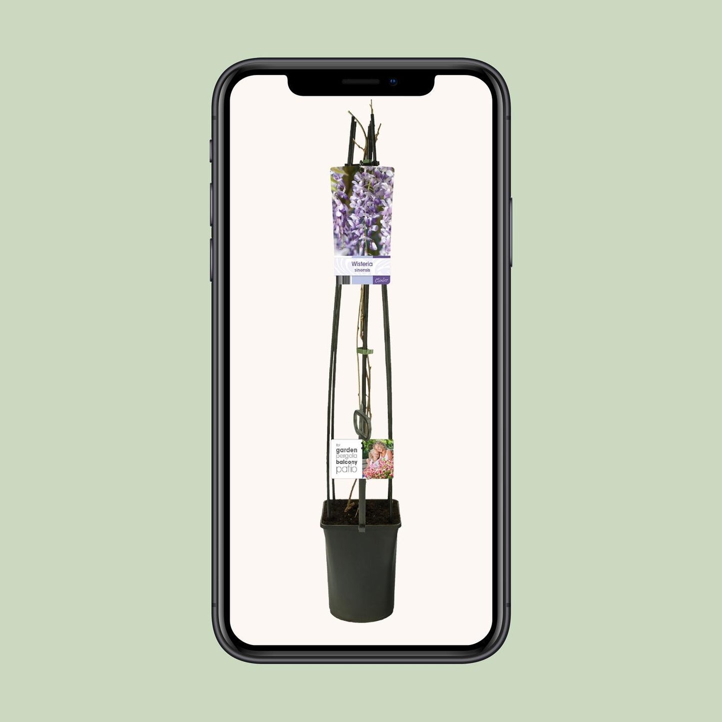 Wisteria Sinensis + light Label