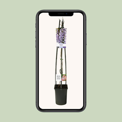 Wisteria Sinensis + light Label