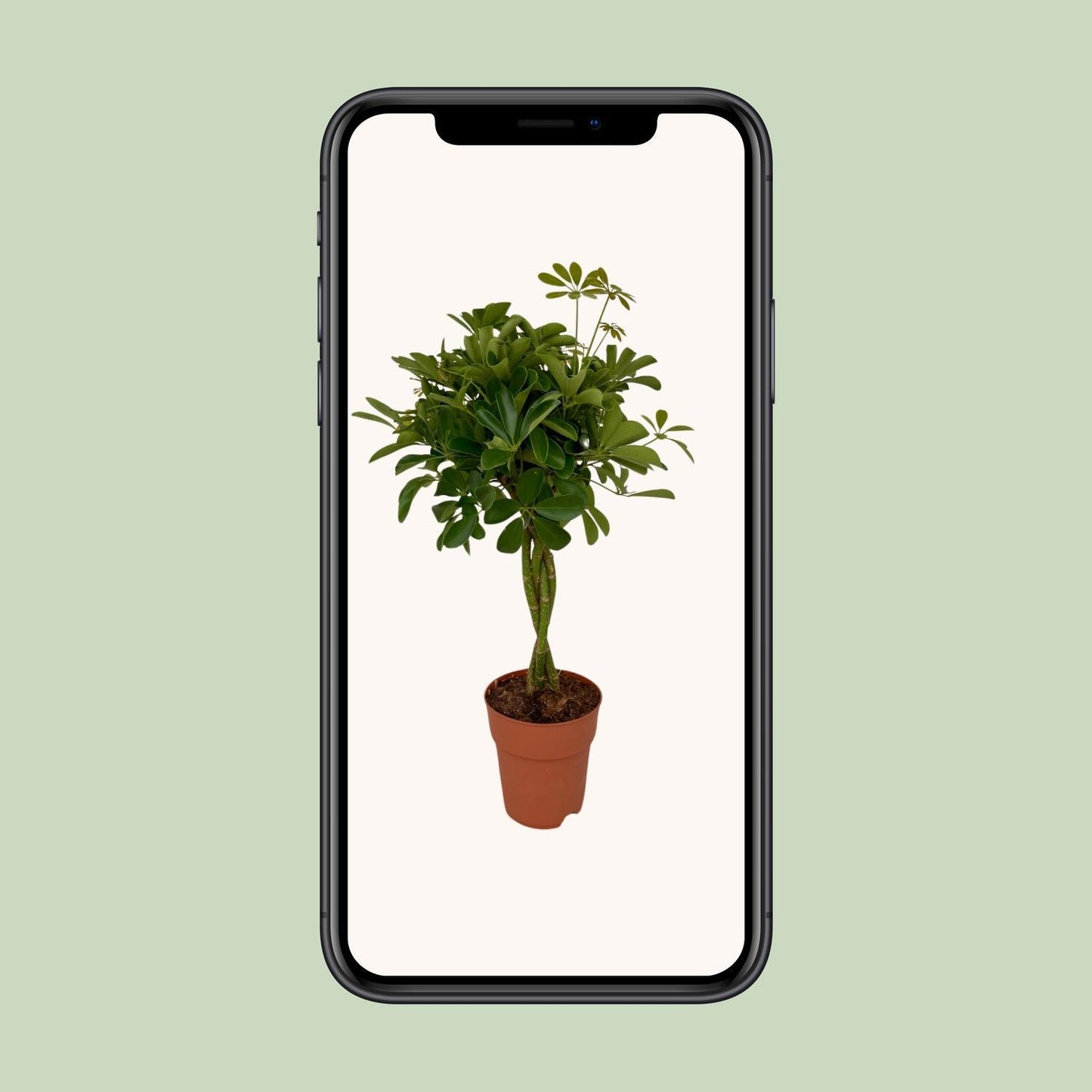 Schefflera Compacta - Ø19cm - ↨80cm