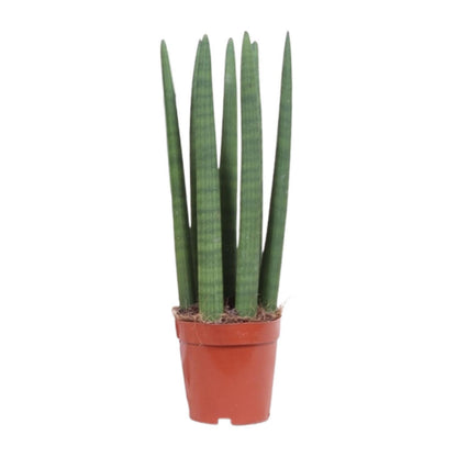 Sansevieria Straight - Ø12cm - ↨40cm