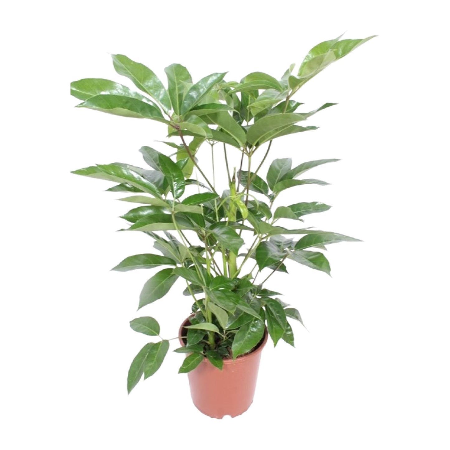 Schefflera Actinophylla Amate - Ø24cm - ↨100cm