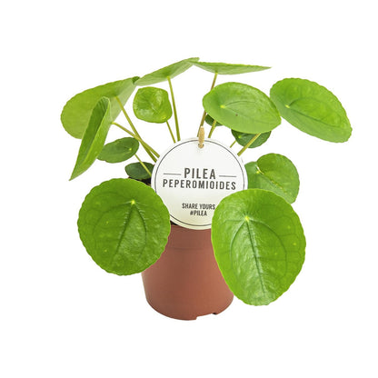 Pilea Peperomioides - Ø13cm - ↨20cm