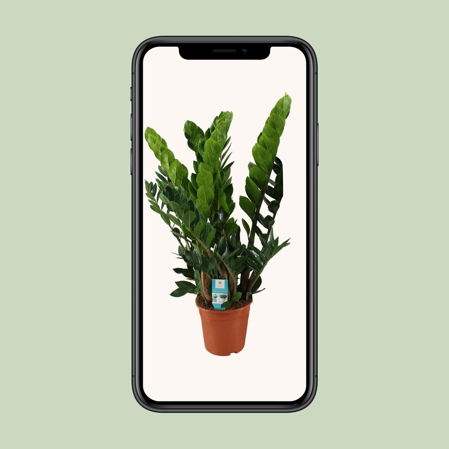 Zamioculcas Zamiifolia - Ø21cm - ↨80cm