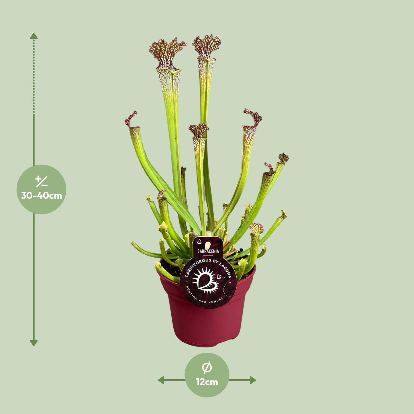 Sarracenia Farnhamii - Ø12cm - ↨40cm