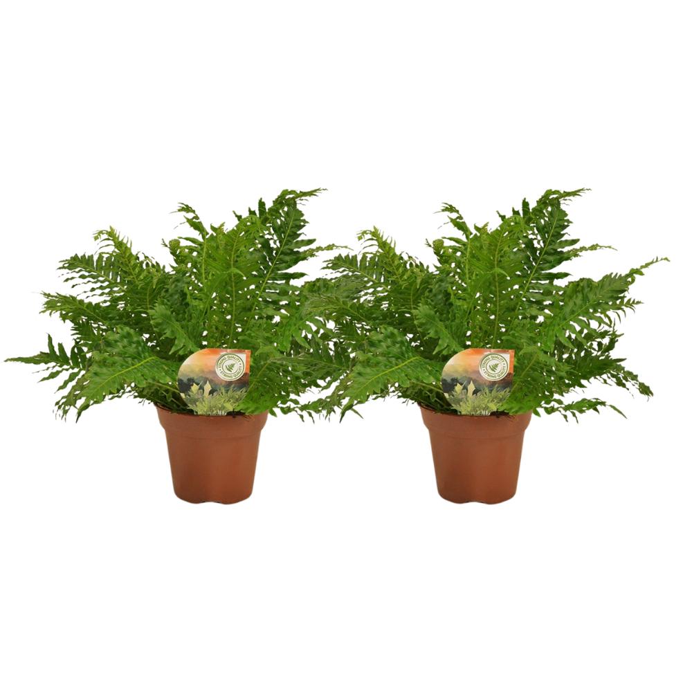 2x Blechnum Silver Lady - Rippenfarn - Ø17cm - ↨50cm