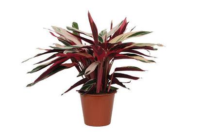 Calathea Triostar - Pfauenpflanze - ↨80 cm - Ø19cm