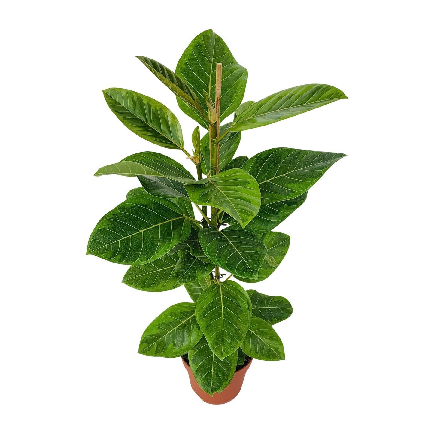 Ficus Altissima - Goldene Feige - Ø21cm - ↨95cm