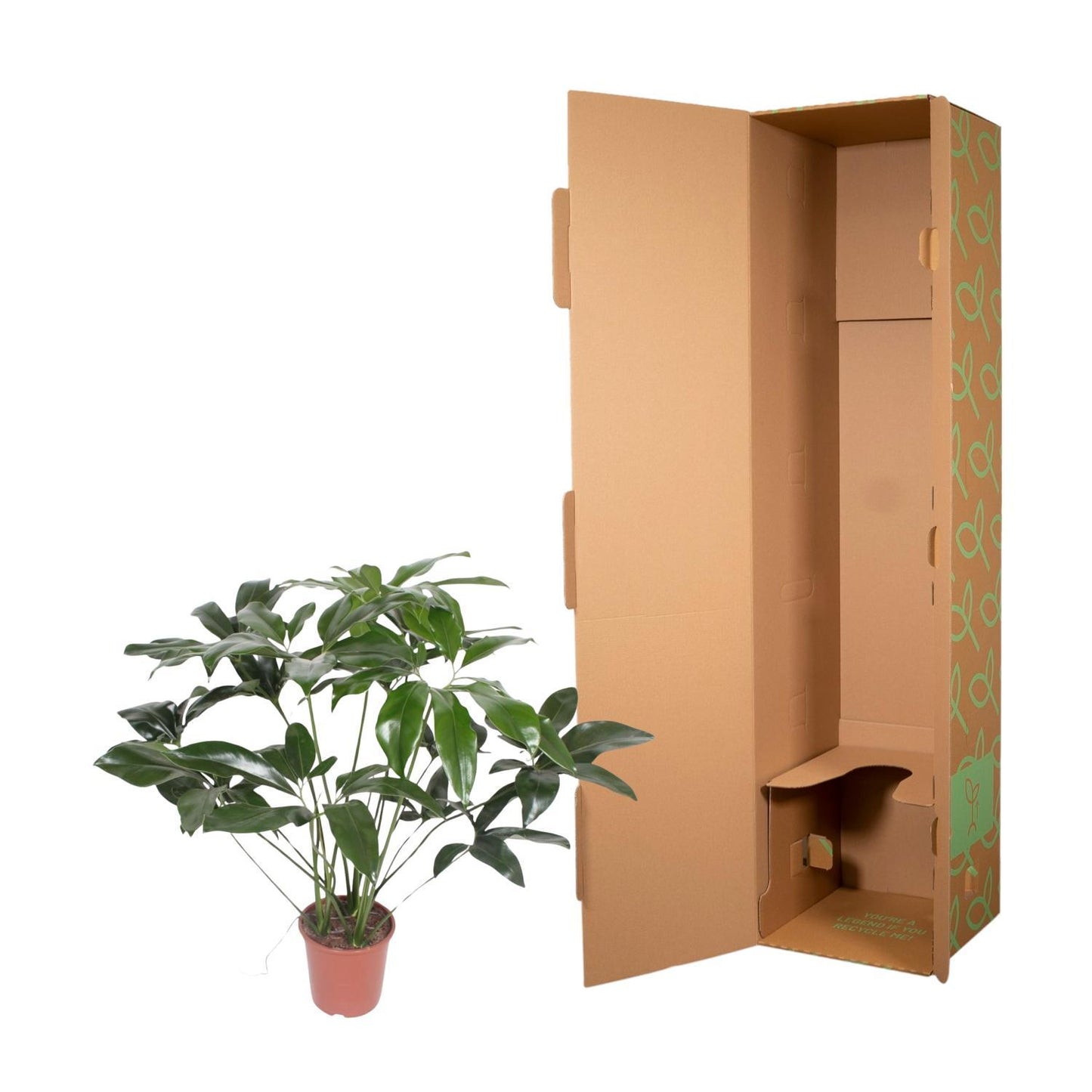 Philodendron Green Wonder - ↨120cm - Ø27cm