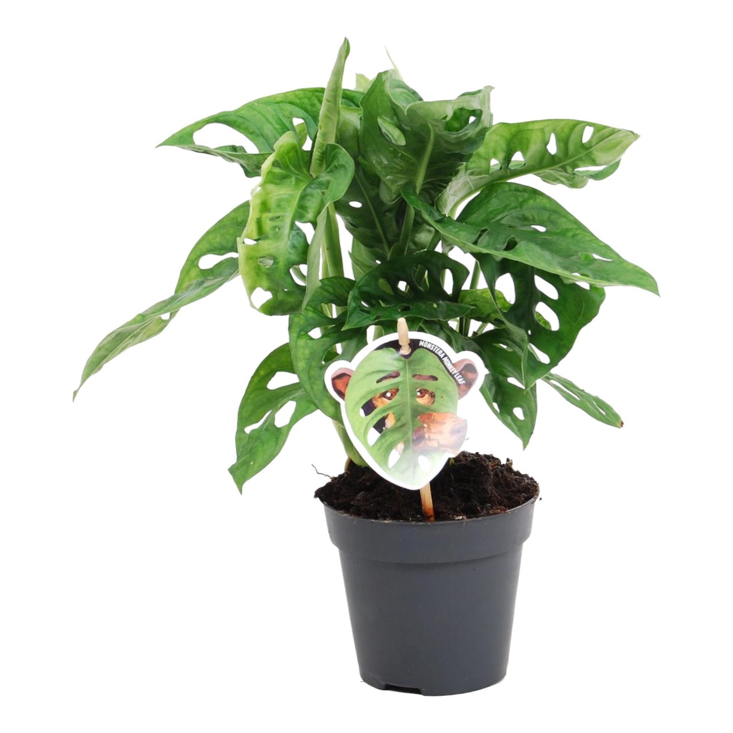 Monstera Monkey - Lochpflanze - ↨25cm - Ø12cm