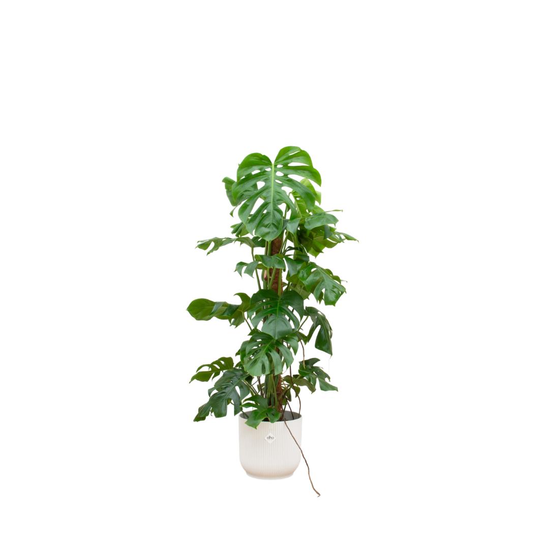 Kombideal - Monstera Pertusum XL - inkl. Elho Vibes Fold Topf weiss Ø30cm - ↨120 cm