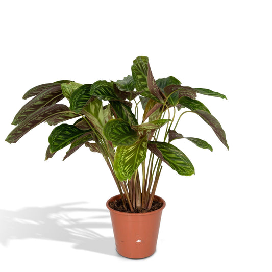 Calathea Flammenstern - Pfauenpflanze- ↨75cm - Ø19cm