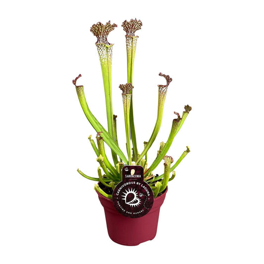 Sarracenia Farnhamii - Ø12cm - ↨40cm