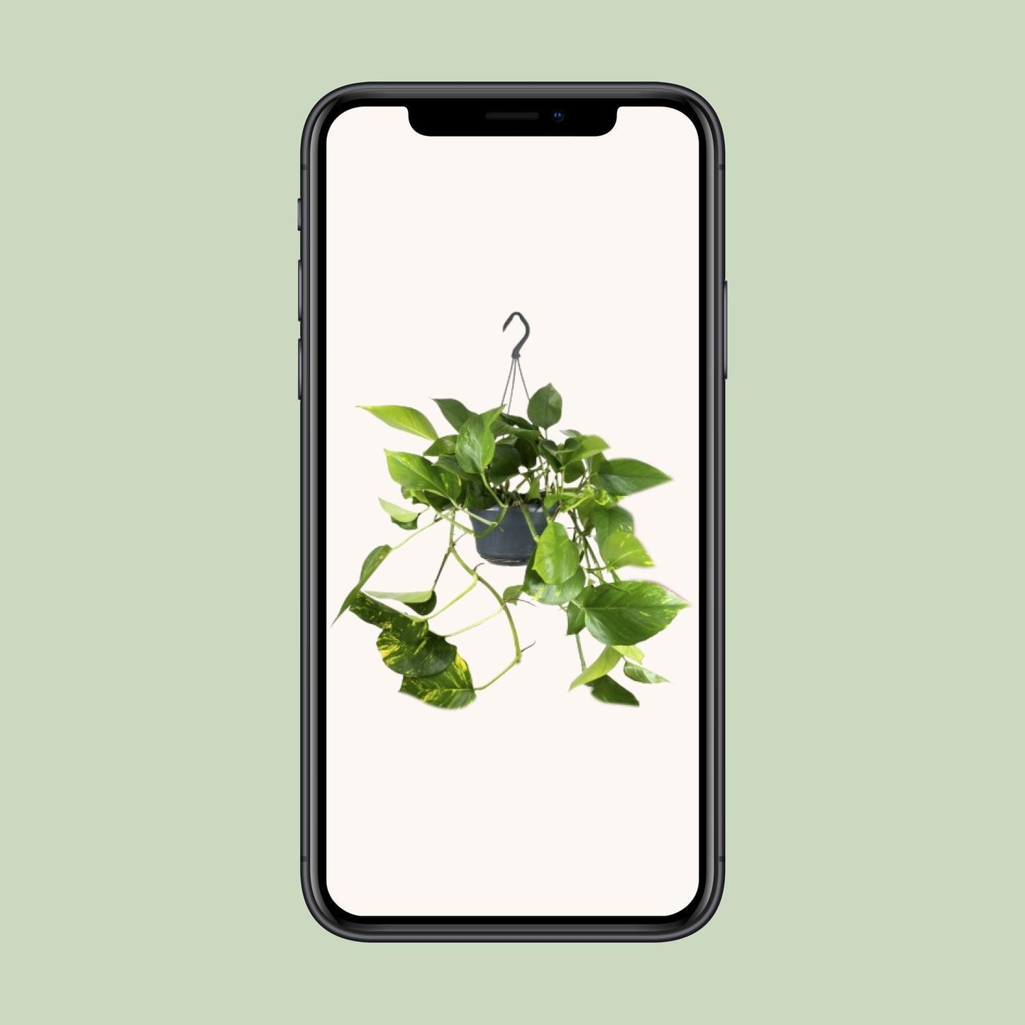 Epipremnum Pinnatum - Ø15cm - ↨25cm