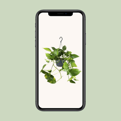 Epipremnum Pinnatum - Ø15cm - ↨25cm