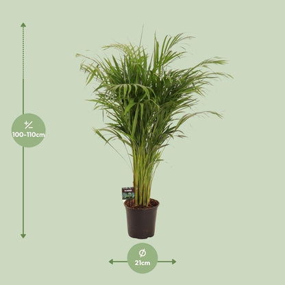 Dypsis Lutescens - Areca-Palme - Ø21cm - ↨110cm