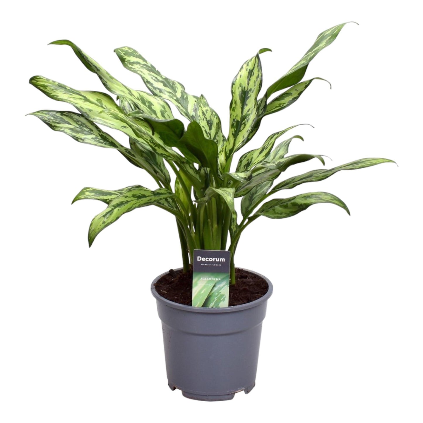 Aglaonema Juliette - ↨40 cm - Ø12cm