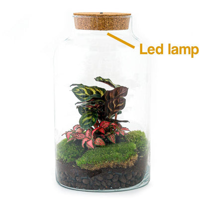 Flaschengarten - Milky Calathea mit Lampe - ↨31 cm - Normal