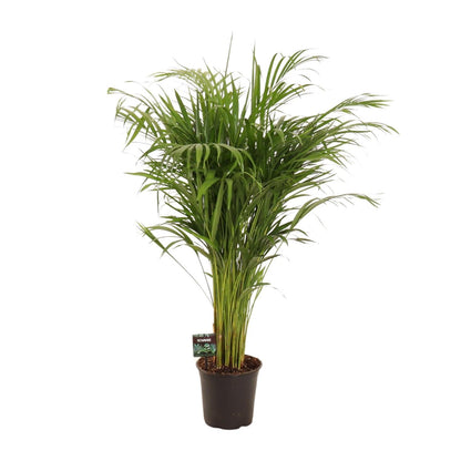 Dypsis Lutescens - Areca-Palme - Ø21cm - ↨110cm