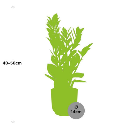 Zamioculcas – Hoogte 40cm-50cm in ELHO Vibes Fold Topf rosa 14cm