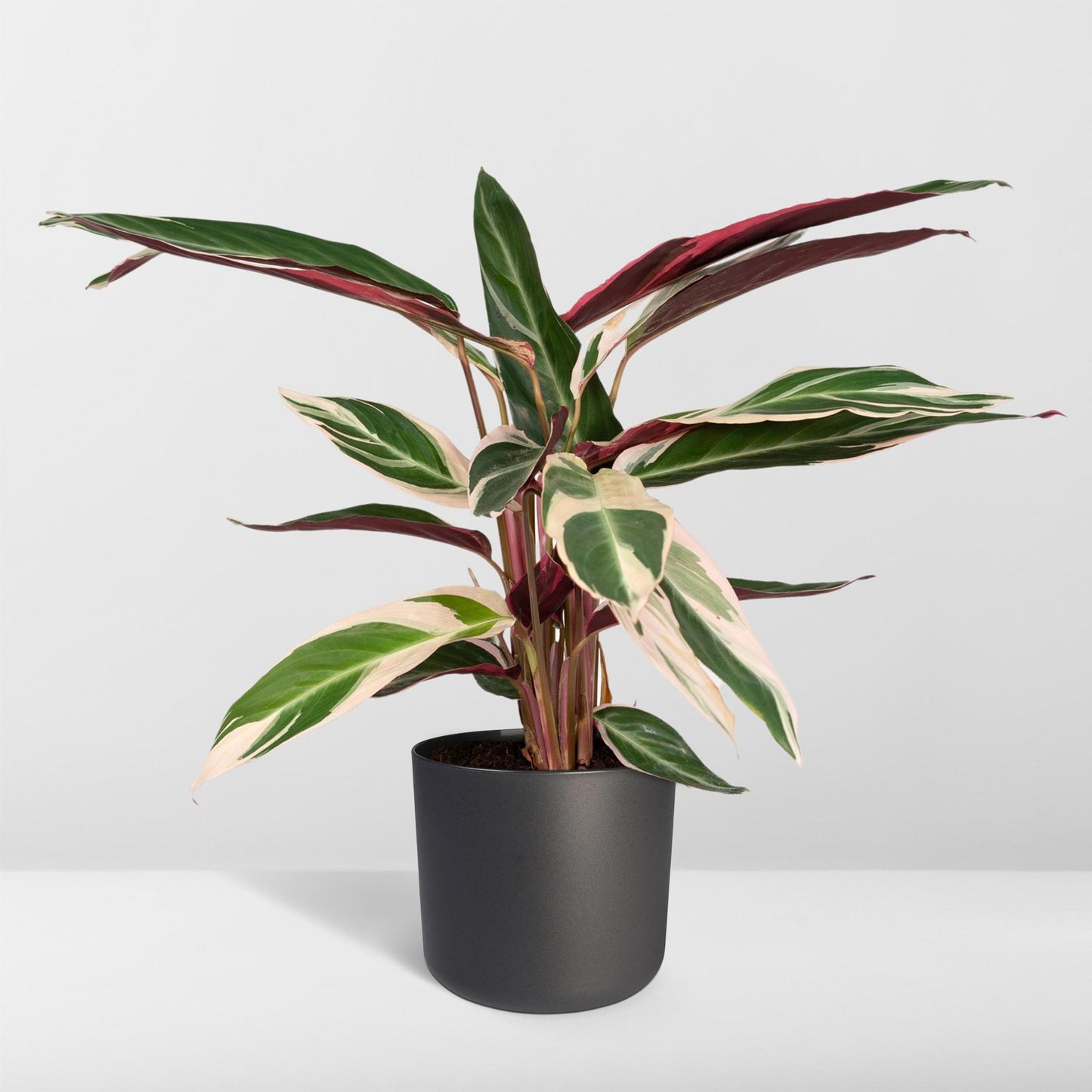 Calathea Triostar - Pfauenpflanze - ↨70cm - Ø19cm