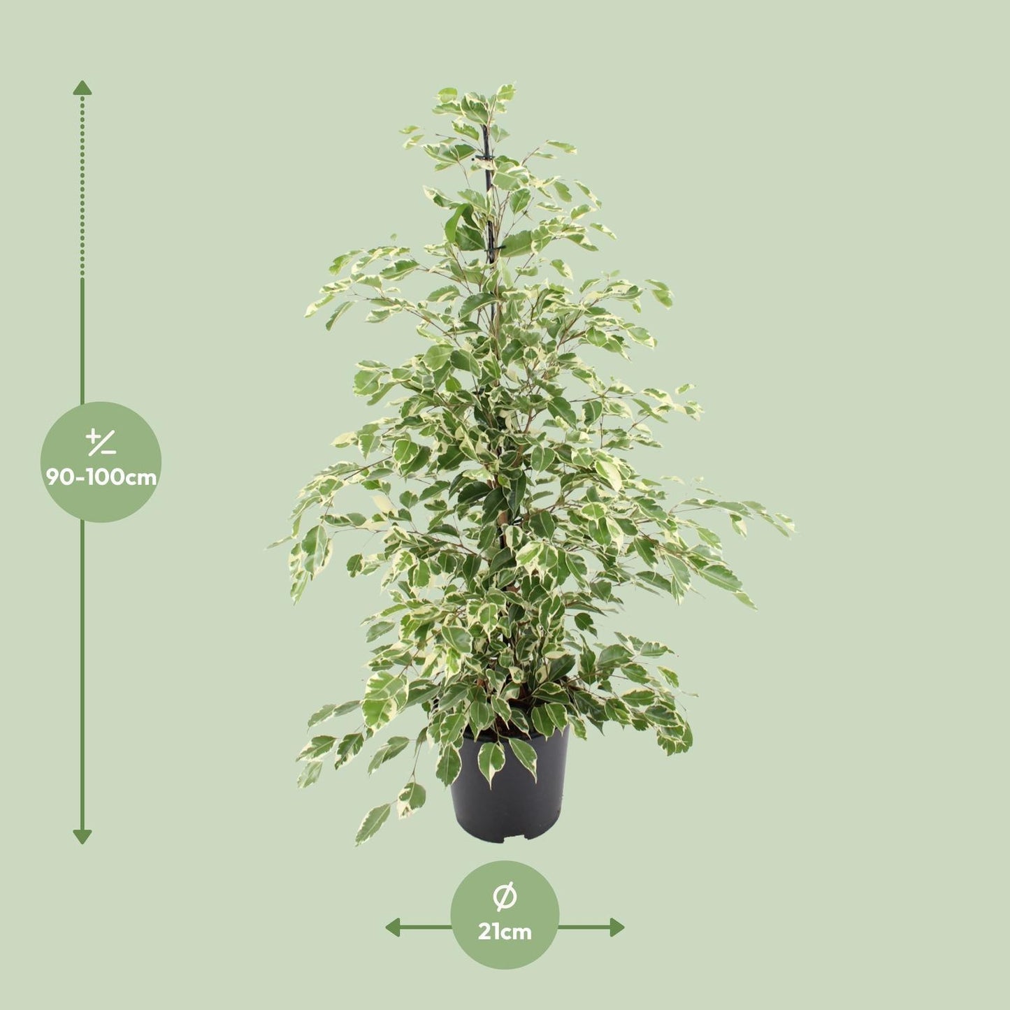 Ficus benjamina Twilight - Ø21cm - ↨95cm