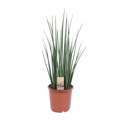 Sansevieria Mikado - Ø19cm - ↨70cm